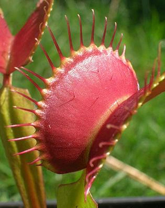 Dionaea muscipula "Dingley Giant"