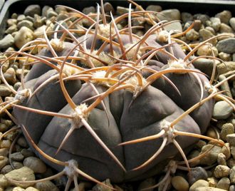 Gymnocalycium bayrianum Tom-326 - 5 семян