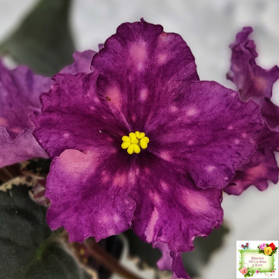 ВаТ-Калейдоскоп (Т. Валькова) 2015 г.