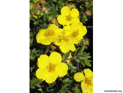 Лапчатка кустарниковая Голдстар