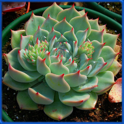 Echeveria colorata, Lindsayana