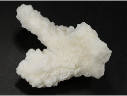 Коралл белый, коллекционный образец, Китай (50*41*22 мм, 23 г) №37697