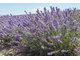 Лаванда горная (Lavandula angustifolia), Крым (30 мл) - 100% натуральное эфирное масло