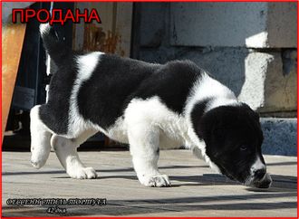 Сука №6. ТОРТУГА. Продана.