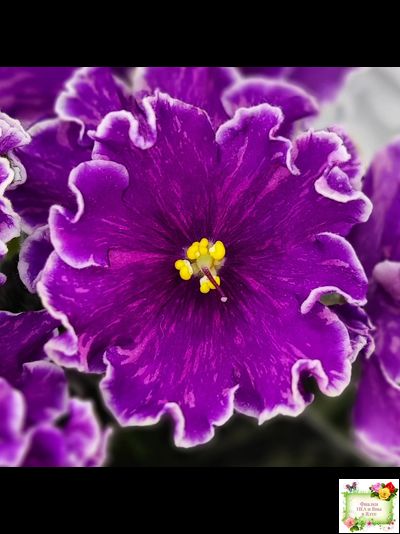 АВ-Просто Космос (Фиалковод) 2019 г.