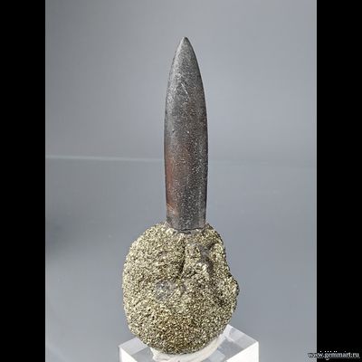 Пирит на белемните. КЧР. Россия. 60*22*21мм