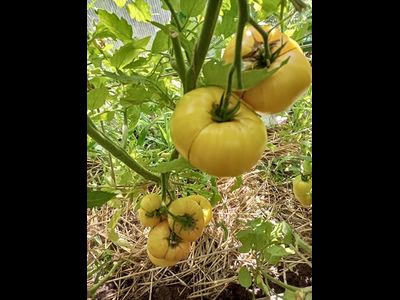 Томат Прелесть Розы (Rose Beauty)