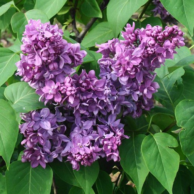 Сирень обыкновенная Маршал Ланн