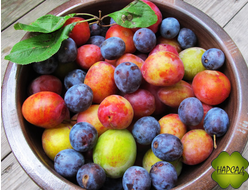 АЛЫЧА. СЛИВА. ТЕРН