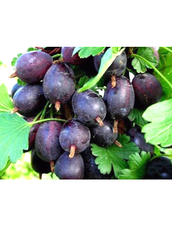 Крыжовник Черномор