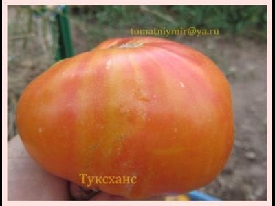 Томат Туксханс красно-жёлтый (Tuxhorn’s Red and Yellow)