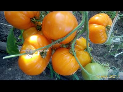 Томат Джамбо Джим оранжевый (Jumbo Jim Orange)