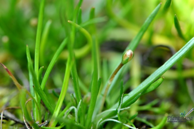 LITTORELLA UNIFLORA/ ЛИТТОРЕЛЛА УНИФЛОРА (меристемная)