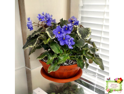 Senk's Try the Decaf (R. Follett/D. Senk) (9872) 01/30/2008 трейлер