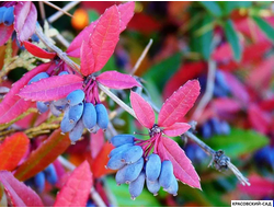 Барбарис Юлиана - julianae