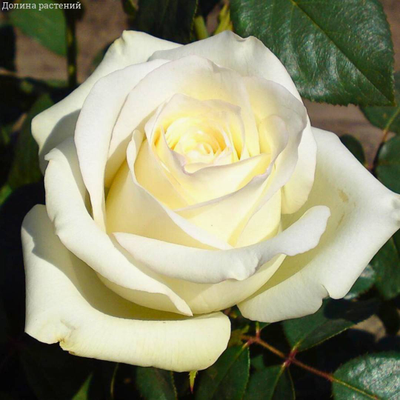 Роза Маруся (Maroussia) ОКС, Россия