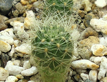 Sulcorebutia swobodae WF 039