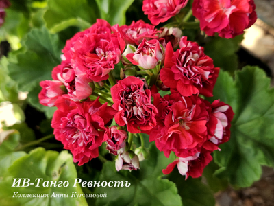 Пеларгония ИВ-Танго "Ревность", срез