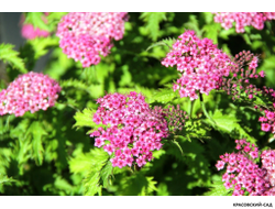 Спирея Криспа - Crispa