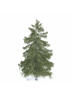 хвойные Ель Бревера 3