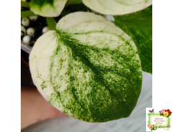 СВ-Город Грасс (О. Емельянова) 2024 г. трейлер (лист укоренённый)