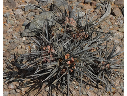 Tephrocactus articulatus VG-1852 - 5 семян