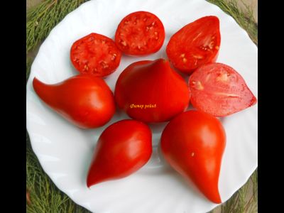 Томат Фатер Рейн (Vater Rhein, Германия)