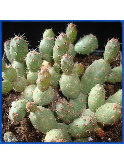 Tephrocactus minor