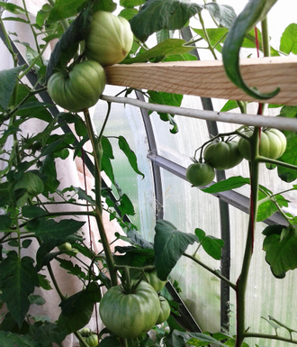 Семена томата Винзал