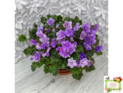 Skagit Victory Trails (W. Lindstrom)  (5659) 01/30/1984 трейлер