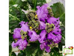 ЛЕ-Галатея Люкс (Е. Лебецкая) 2019 г.