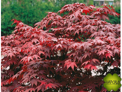 Клен дланевидный (веерный) Роуд Айленд Ред (саженец 30 см)