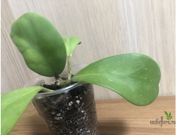 Hoya Kerrii pubescent-hairy leaves EPC-559