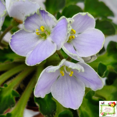 Vi-Лесная Нимфа (И.Виблая) 2021 г. (гёрл-листья)