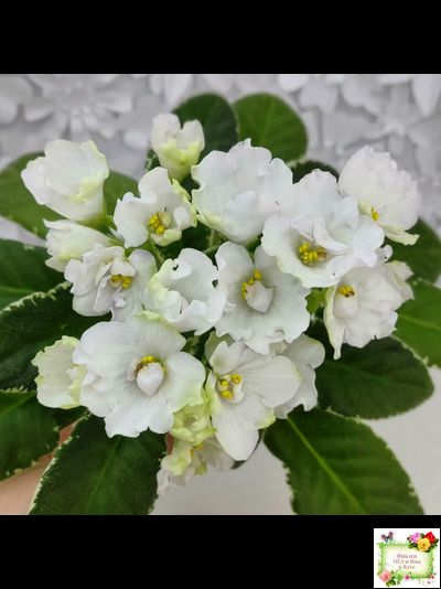 ЛЕ-Стрекоза (Е. Лебецкая) 2020 г. (пестролистный лонг)