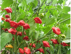 Перец острый Колокольчик (Bishop Crown, Bishop Hat, Christmas bell)