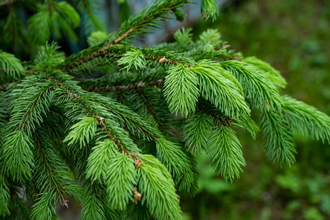 Ель (Picea abies), лапки (5 мл) - 100% натуральное эфирное масло