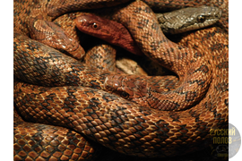 Полоз узорчатый, узорка, Elaphe dione