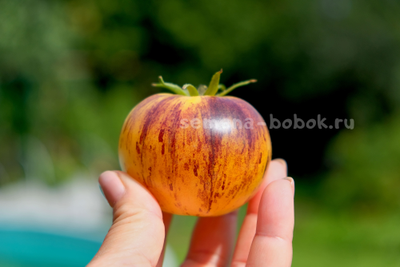 Томат Rebel Starfighter Kayleigh Anne (Восставший Звездный Истребитель Кейли Энн круглый), 10 шт