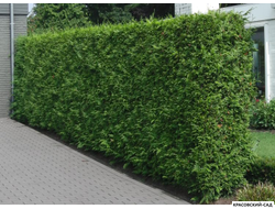 Живая изгородь из туи Брабант - Brabant