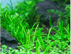 Литторелла унифлора (меристемная)