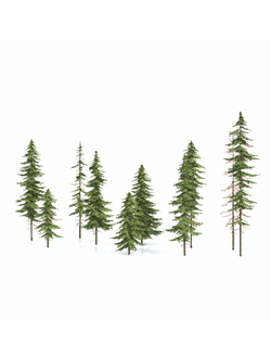 хвойные Ели g90