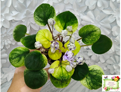 ЛЕ-Хрустальный Водопад Голд (Е. Лебецкая /С. Новгородова) 2018 трейлер