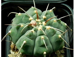 Gymnocalycium vatteri  VG-415 (1 колючка) - 5 семян