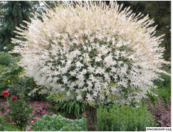 Ива Хакура-Нишики - Hakuro Nishiki