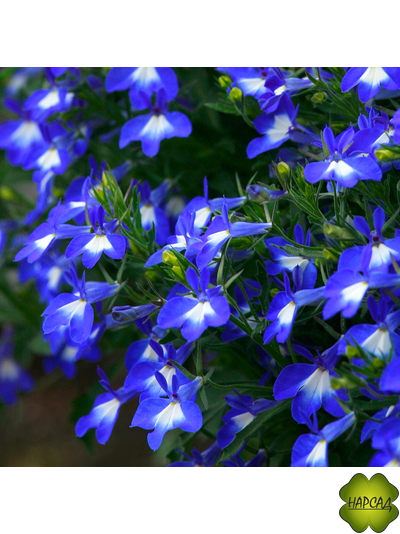 ЛОБЕЛИЯ 10 ШТ (ПЫШНОЦВЕТУЩАЯ, НЕПРИХОТЛИВАЯ)
