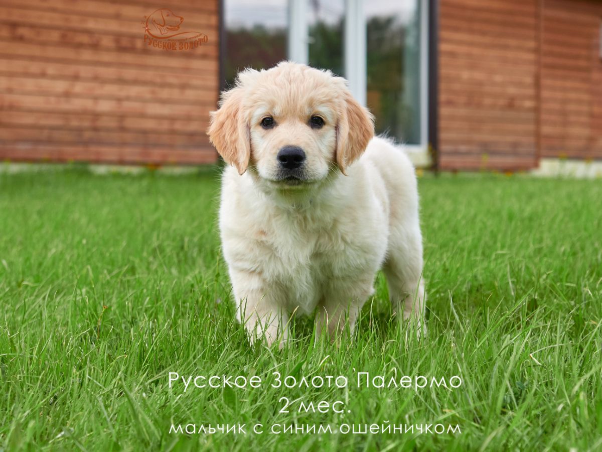 РЗ Палермо, мальчик синий ошейничек, 2 мес