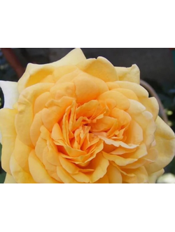 София Ренессанс  (Sophia Renaissance) роза
