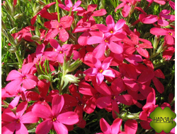 Флокс шиловидный (наличие расцветок уточняйте)