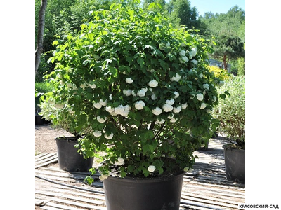 Топиар калина Розеум в форме шара - Roseum